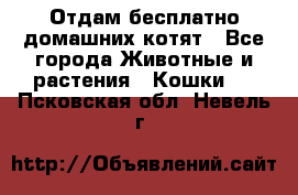 Отдам бесплатно домашних котят - Все города Животные и растения » Кошки   . Псковская обл.,Невель г.